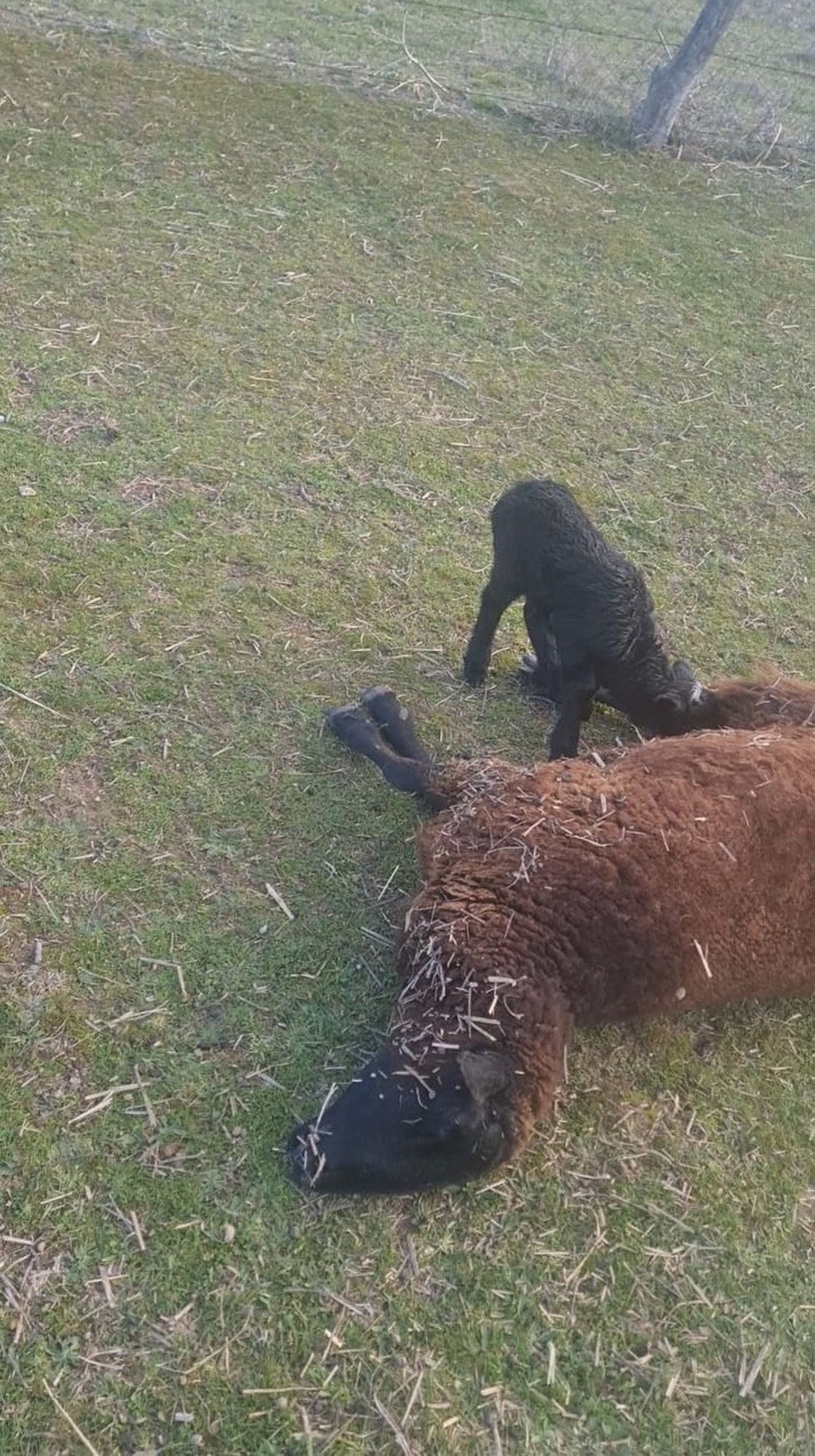La otra oveja, muerta por un golpe en la cabeza, junto a su cordero