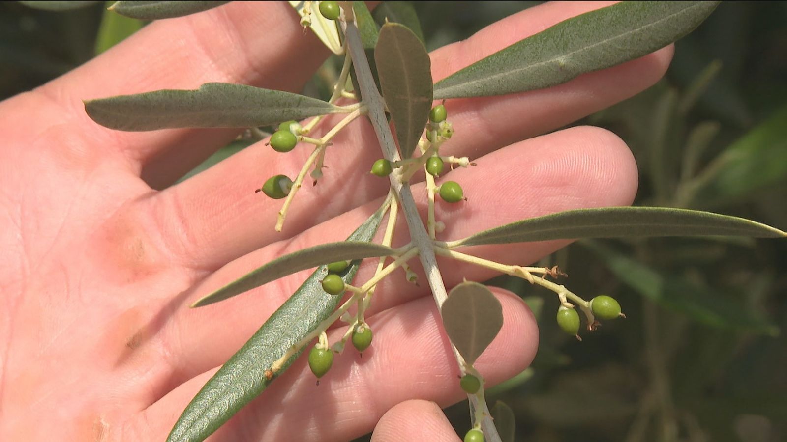 Brotes de aceituna en Chinchón