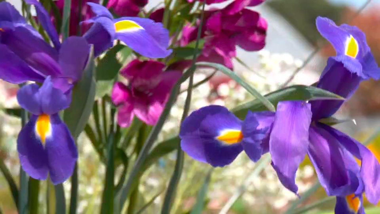 Las flores idóneas para cada día de Semana Santa