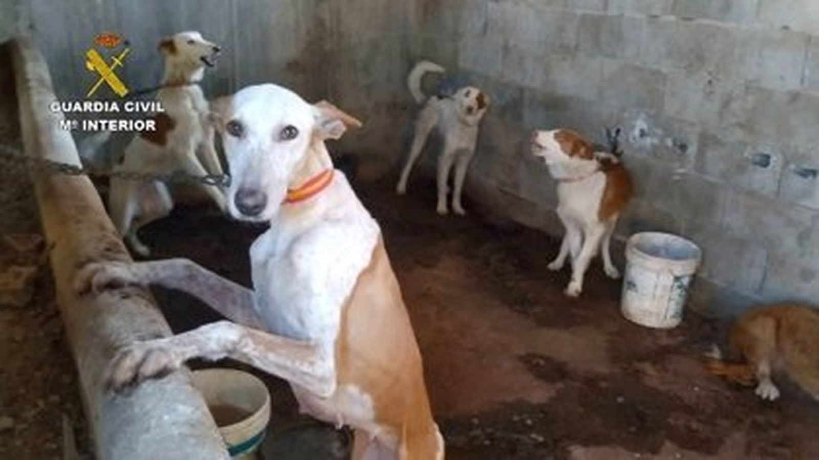 Rescatados 32 perros "en condiciones deplorables" robados por una red que iba a venderlos para la caza