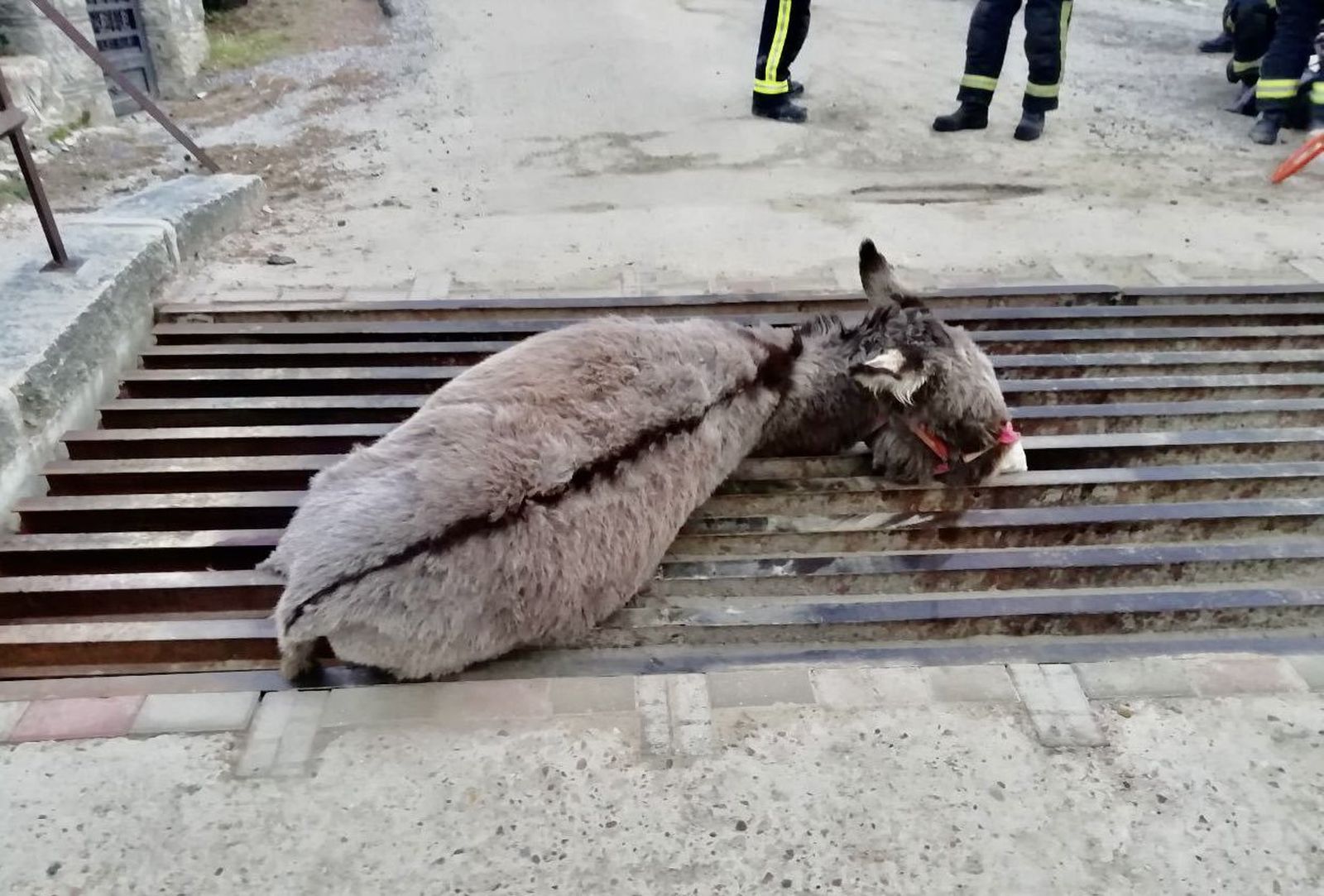Imagen del burro atrapado en un paso canadiense de Cercedilla