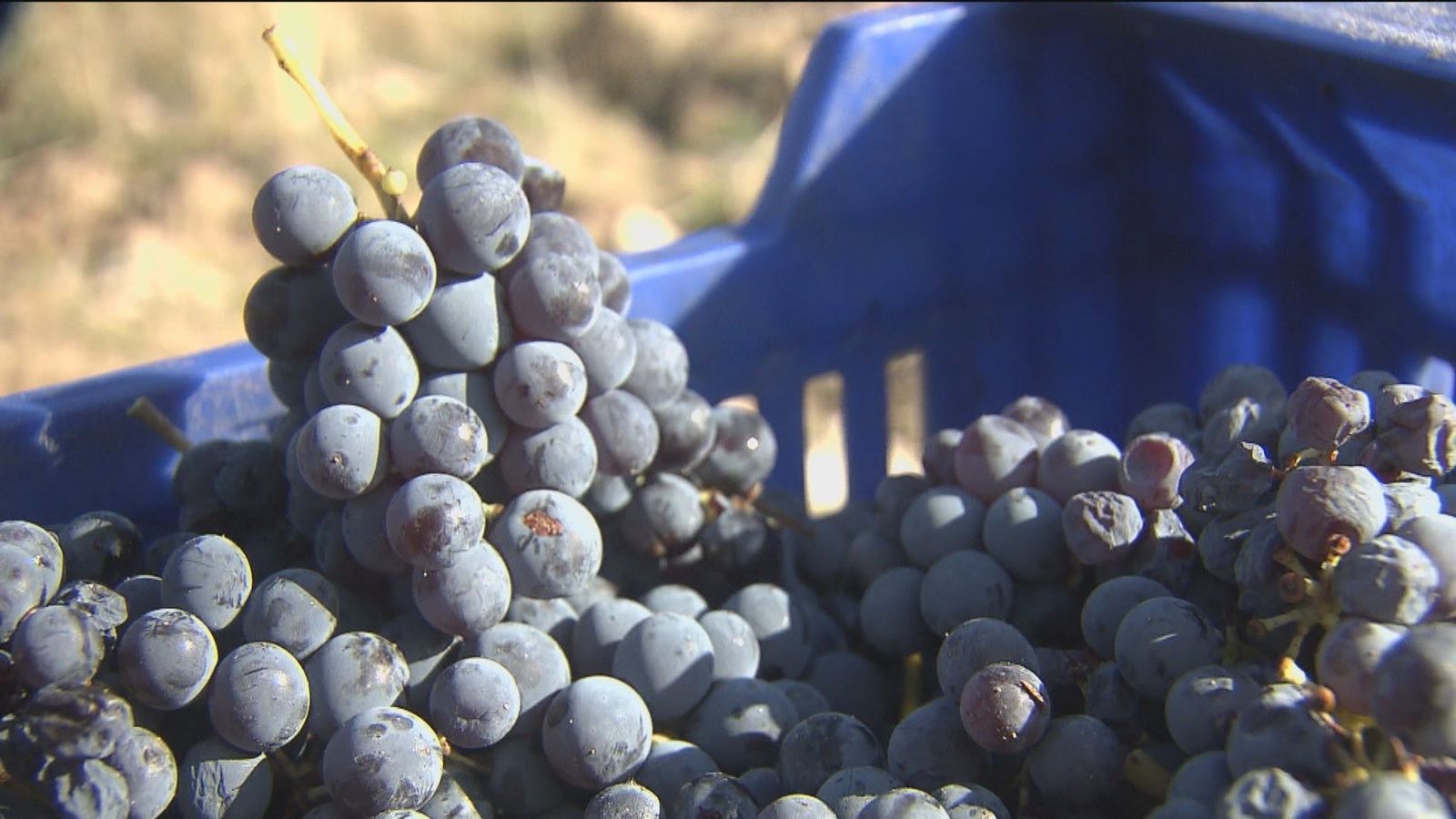 Acaba la campaña de la tinta garnacha de Cenicientos 15 días antes de lo habitual