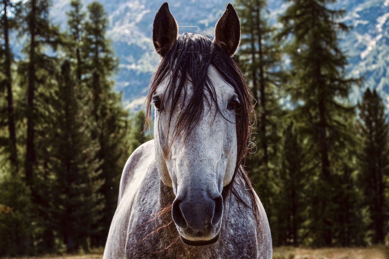 Plan a caballo con niños en Madrid, ¿te atreves?