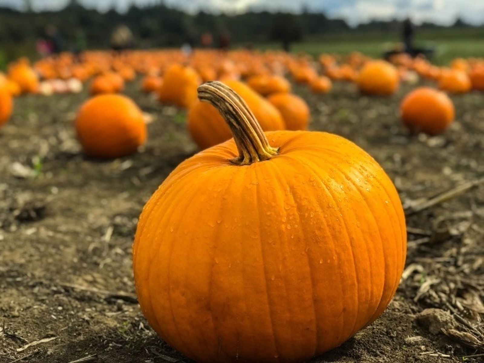 Un campo de inquietantes calabazas