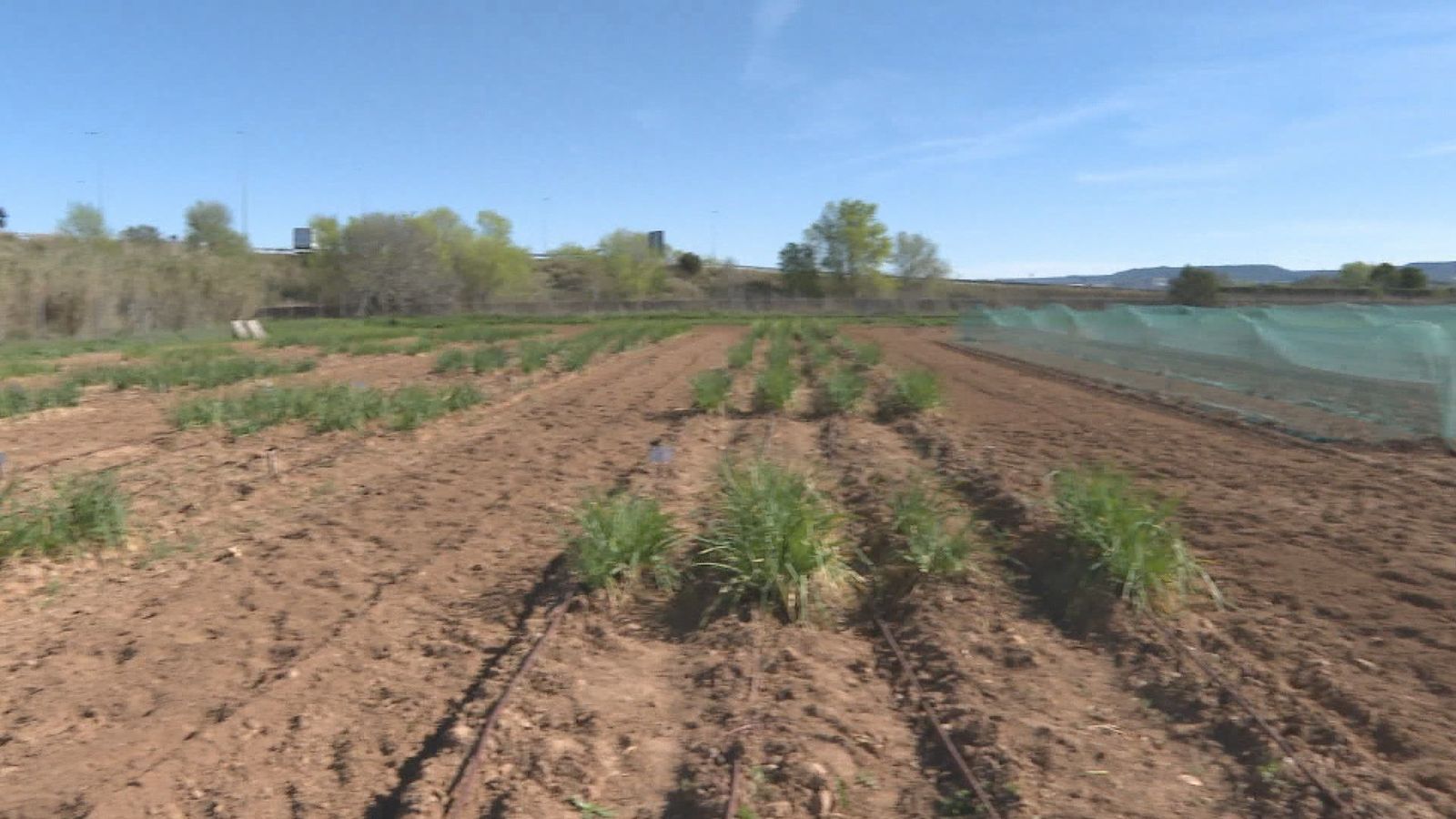 Madrid podría tener sus propios calçot: la Comunidad investiga cómo cultivarlos a partir de cebollas regionales