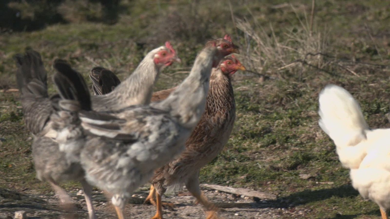 Plata berroqueña: la gallina que brilla por su plumaje