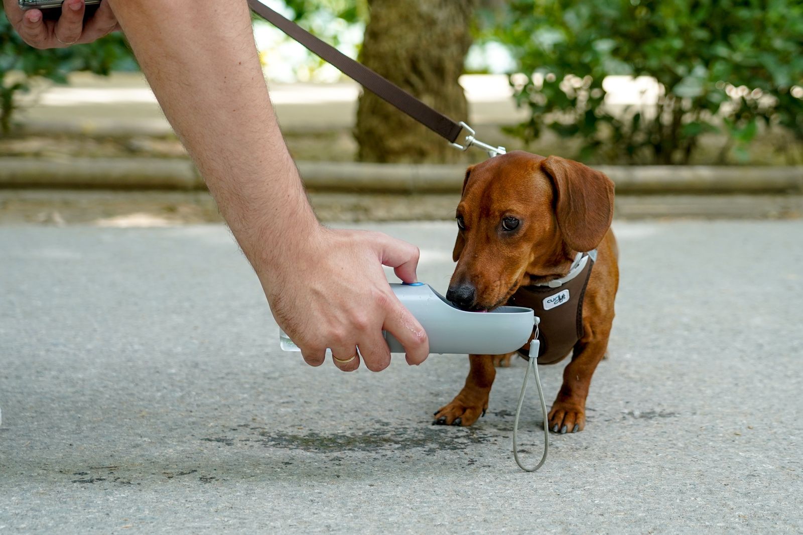 Un hombre da de beber a su perro en plena ola de calor