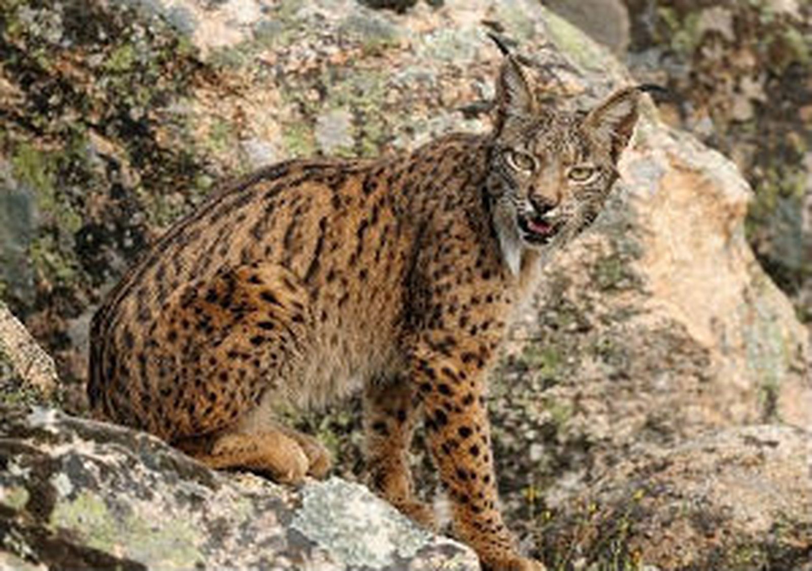 Los centros de cría del lince ibérico establecen 23 parejas reproductoras