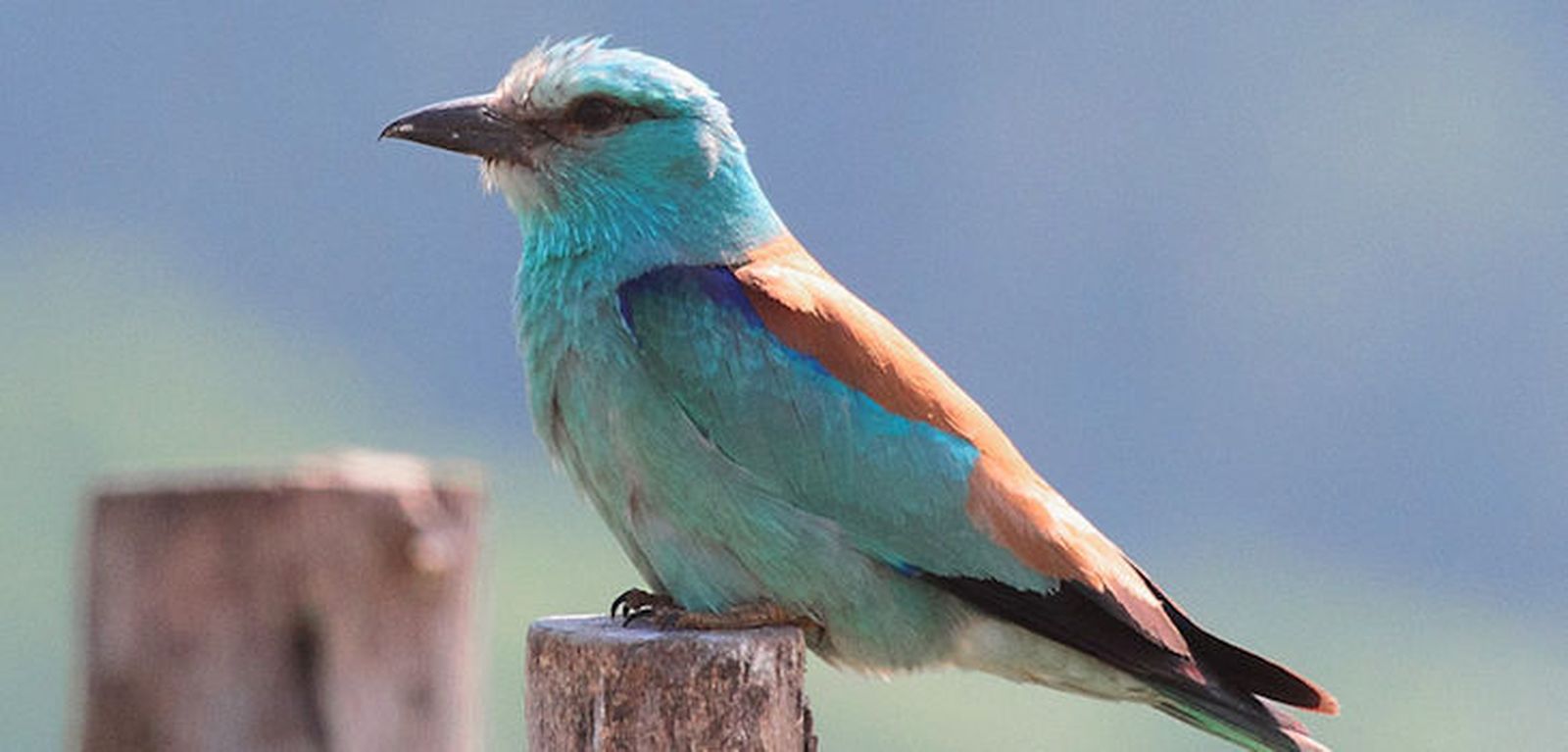 Ejemplar de carraca europea