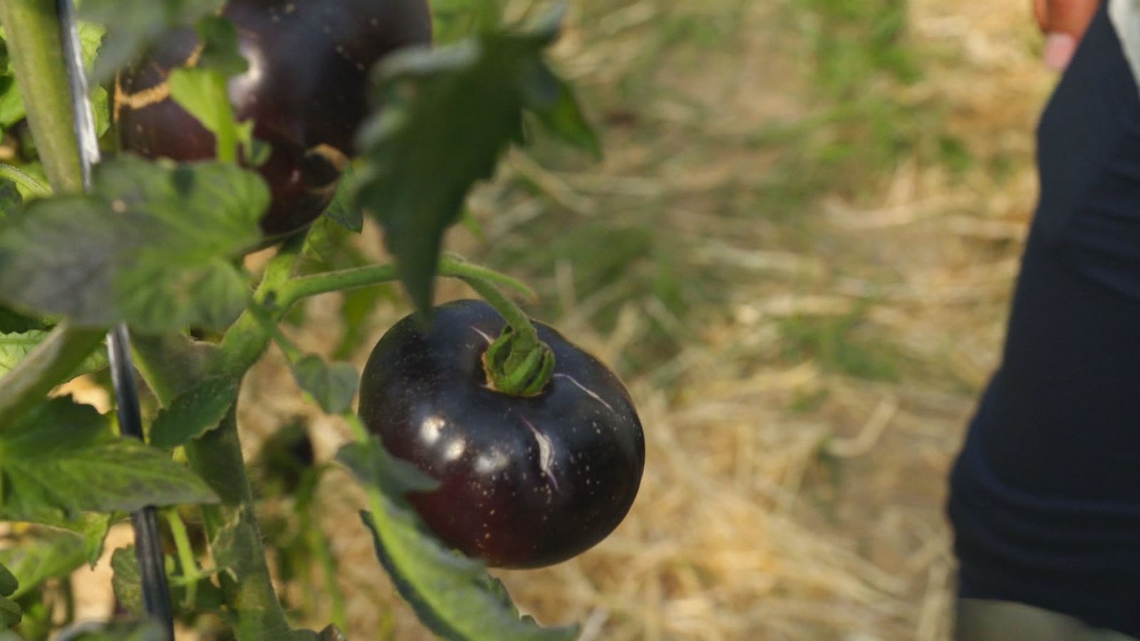 Tomate negro