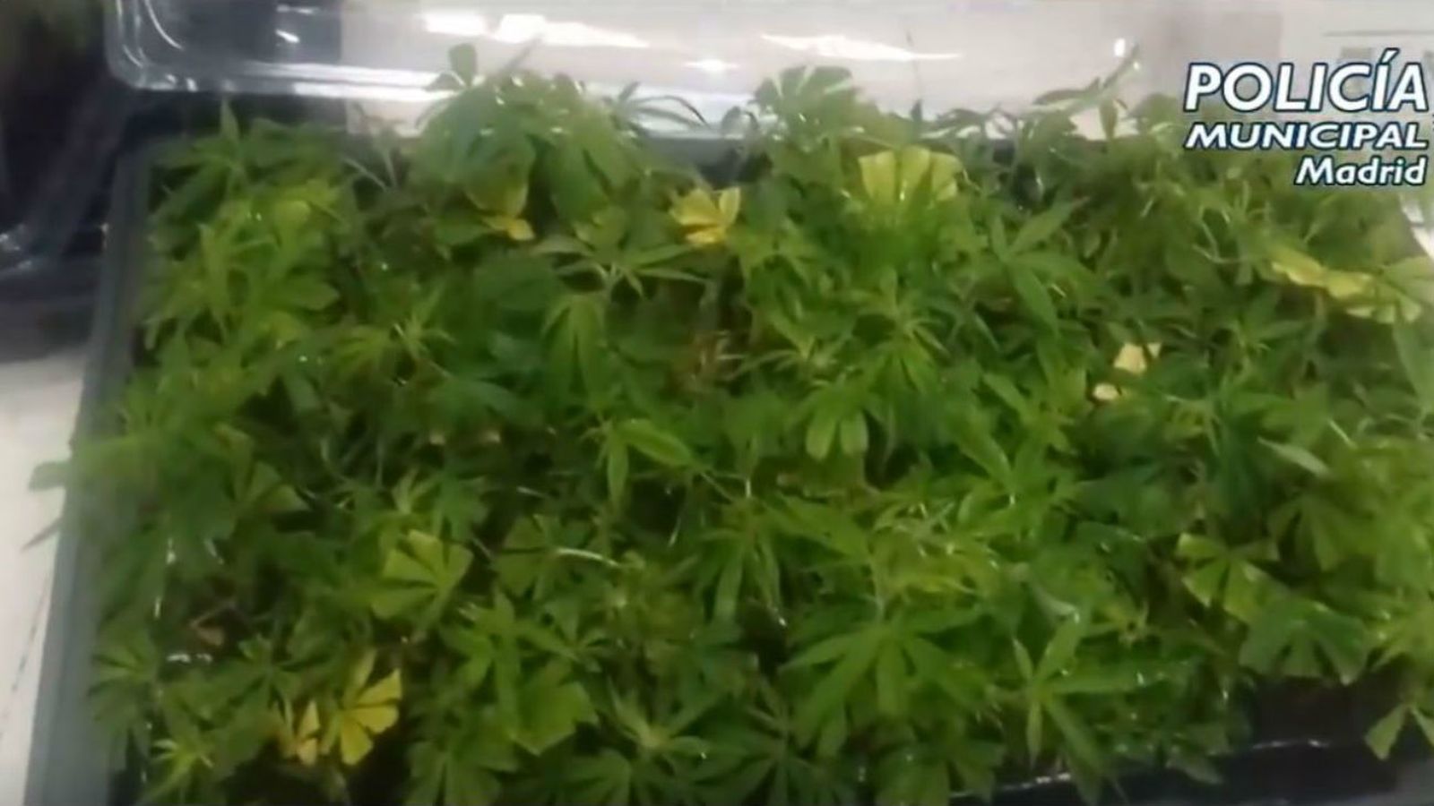 Marihuana incautada