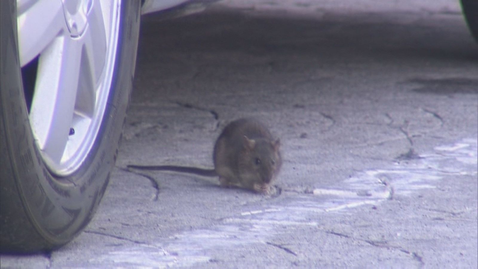 Pasear entre ratas, el día a día de unos vecinos de Colmenar Viejo