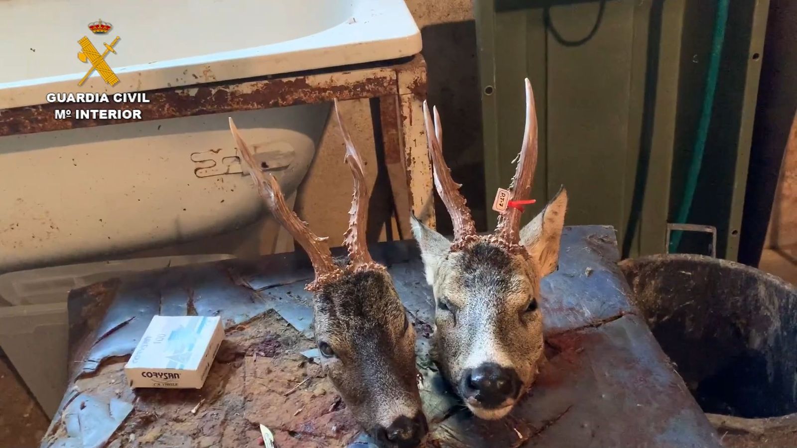 Desarticulada una trama de cazadores furtivos con 23 implicados y 60 cotos afectados en Madrid, Ávila o Burgos