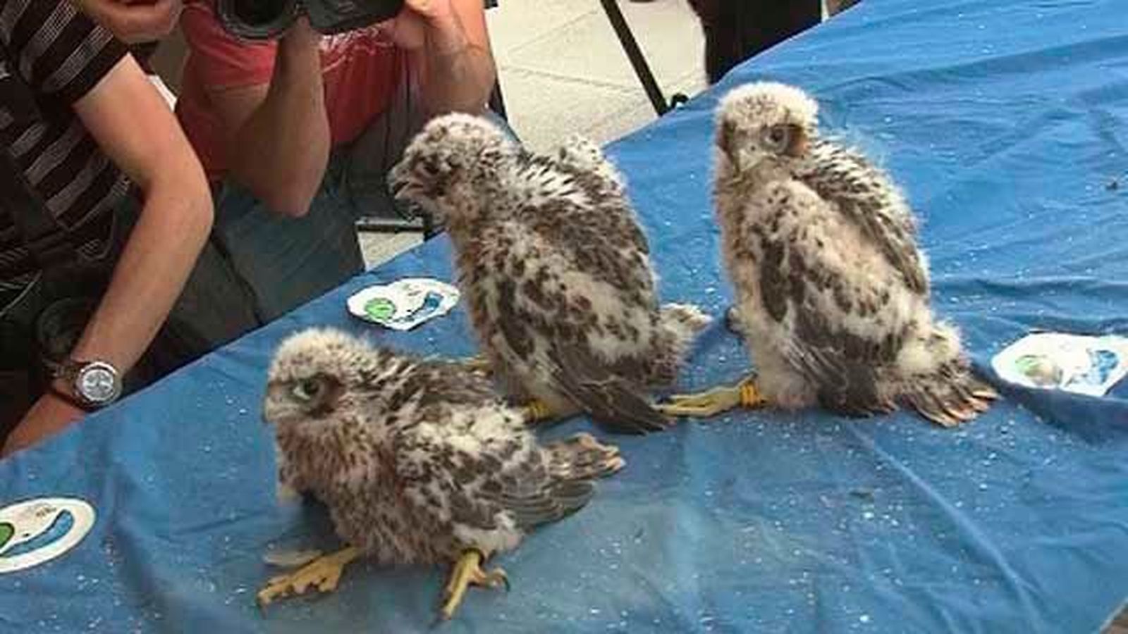 Vuelve a criar la pareja de halcón peregrino del Gómez Ulla