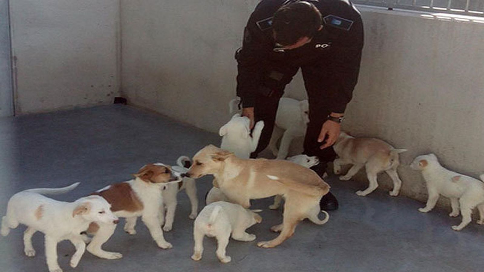 Grupo de cachorros en torno a su cuidador