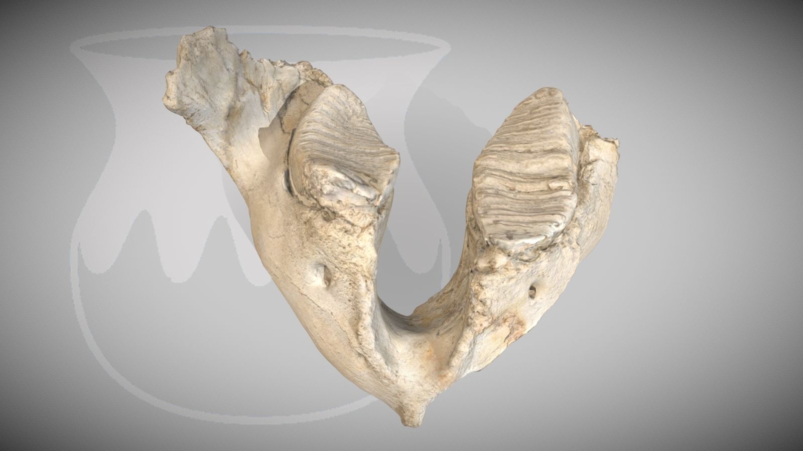 Mandíbula de Mamut, Museo de los orígenes-Museo de San Isidro
