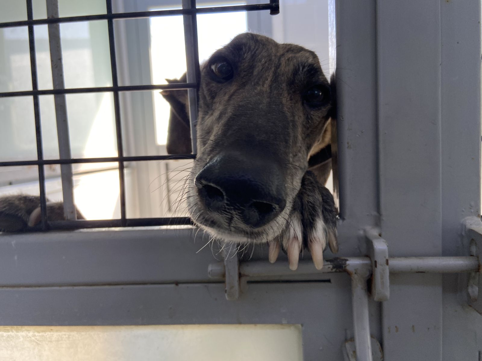 Uno de los perros rescatados acogido en las instalaciones de Majadahonda