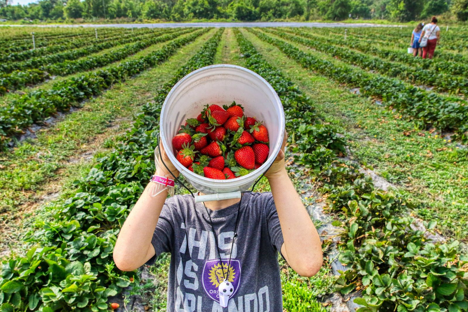 Niño recogiendo fresas