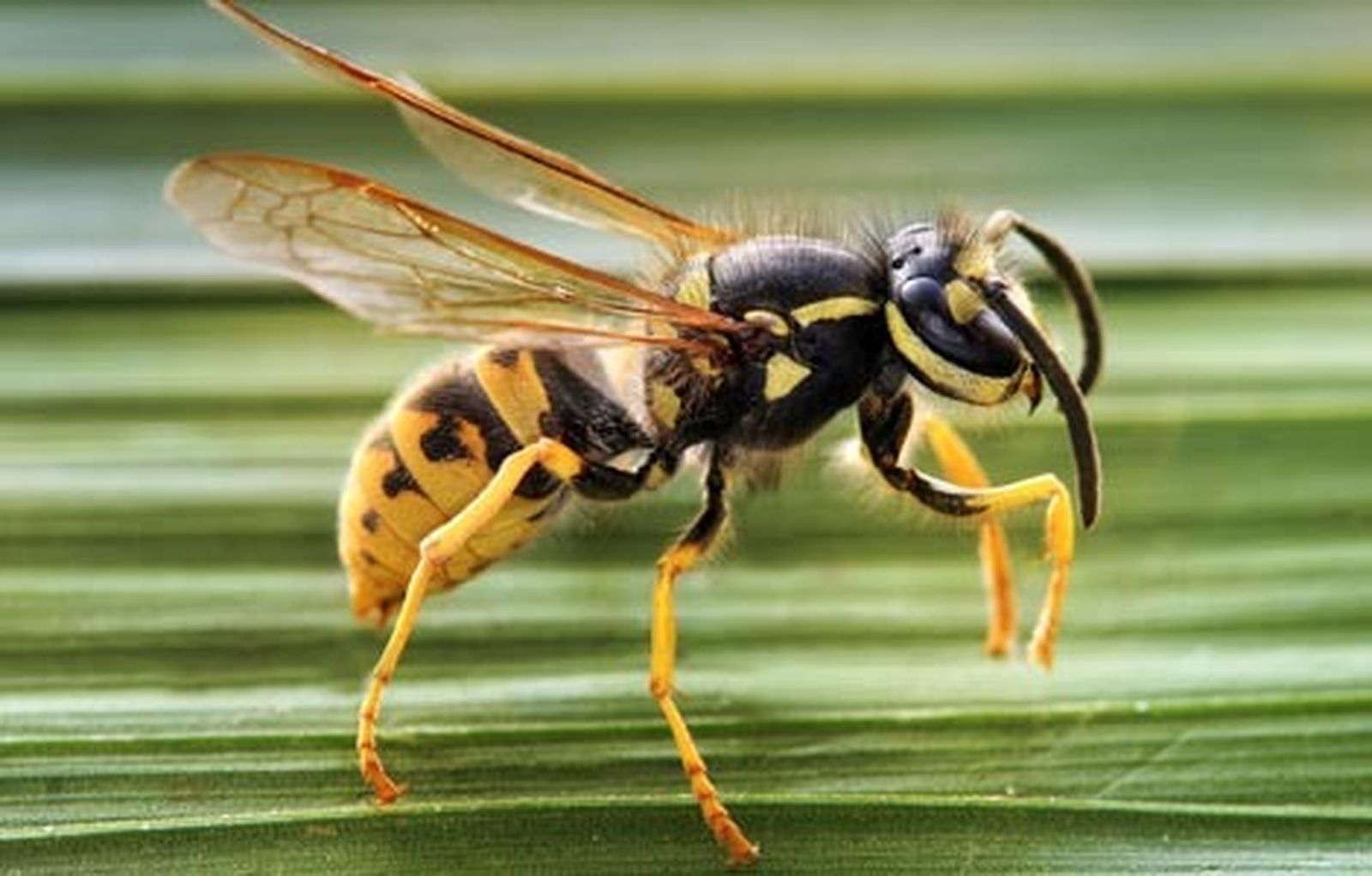 avispas470_1