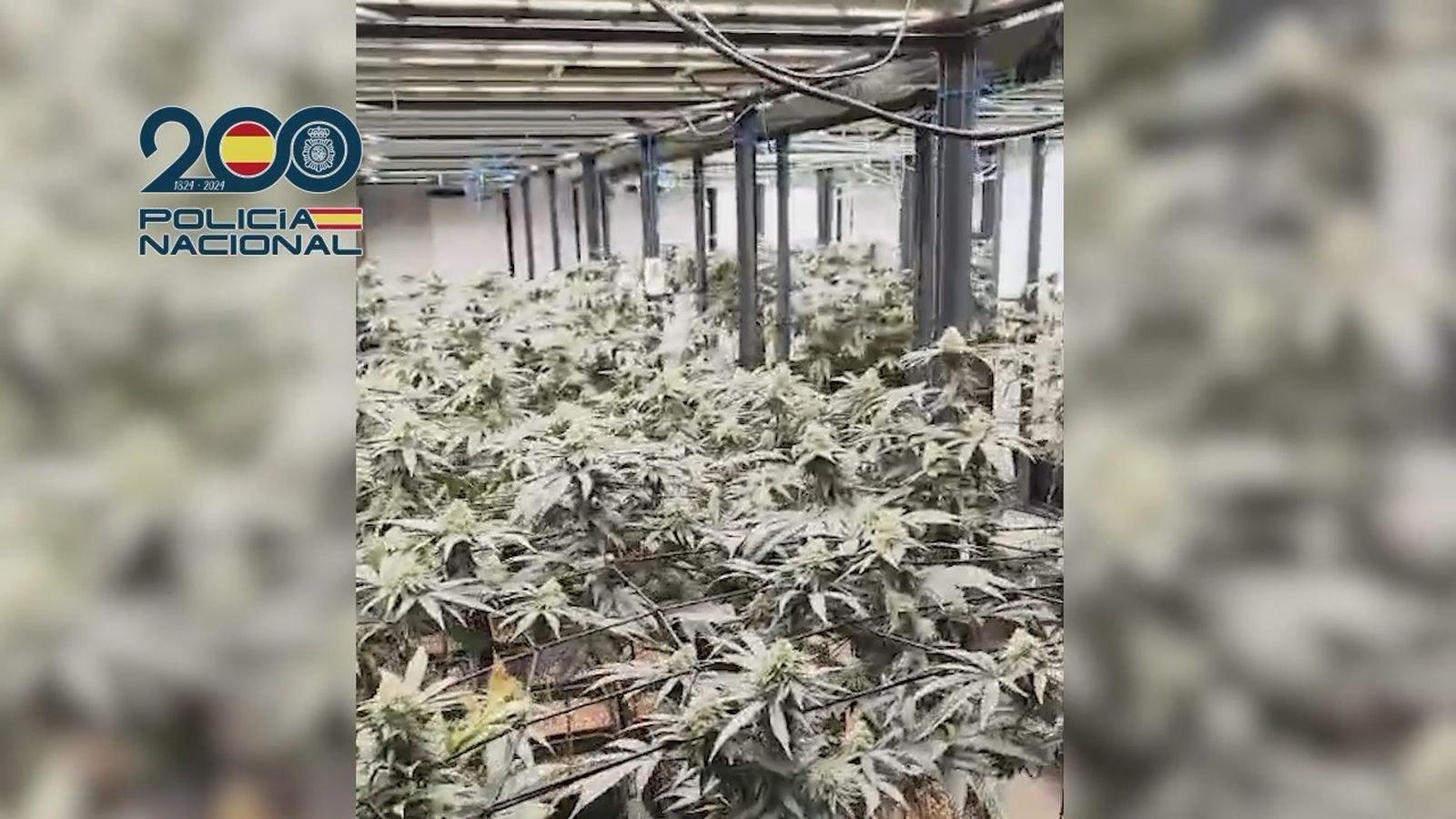Incautadas 1.600 plantas de marihuana en Colmenar Viejo