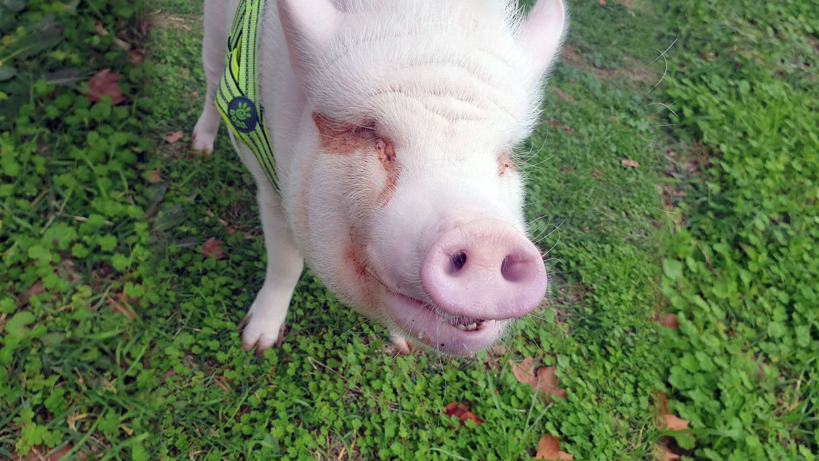 Ayuda económica para curar a Bacon, el cerdito influencer de La Elipa