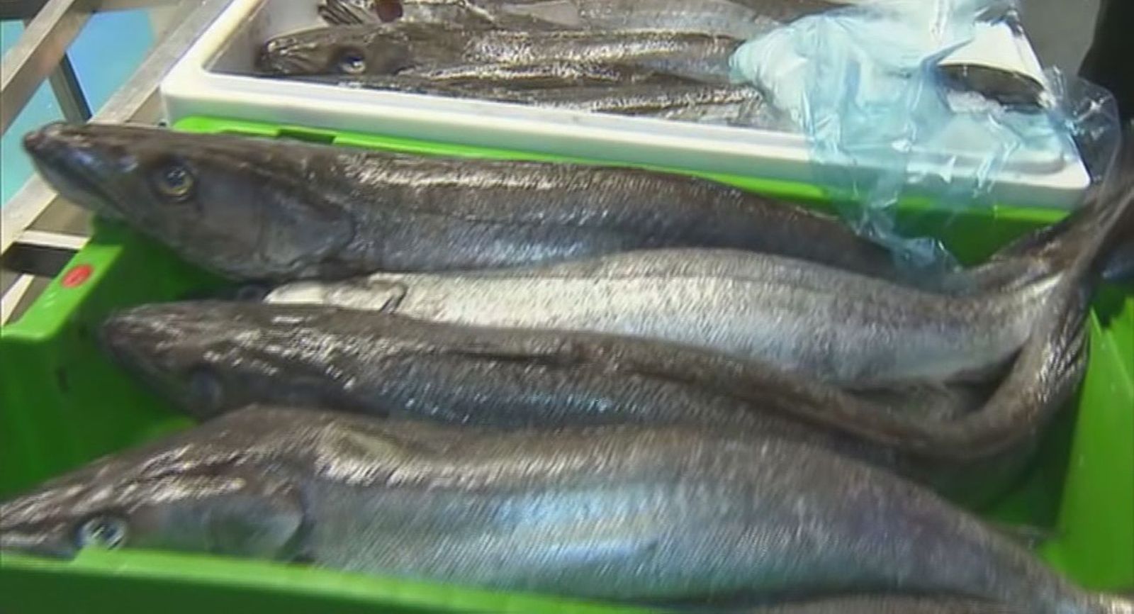El marisco y el pescado aumentan a las puertas de la navidad