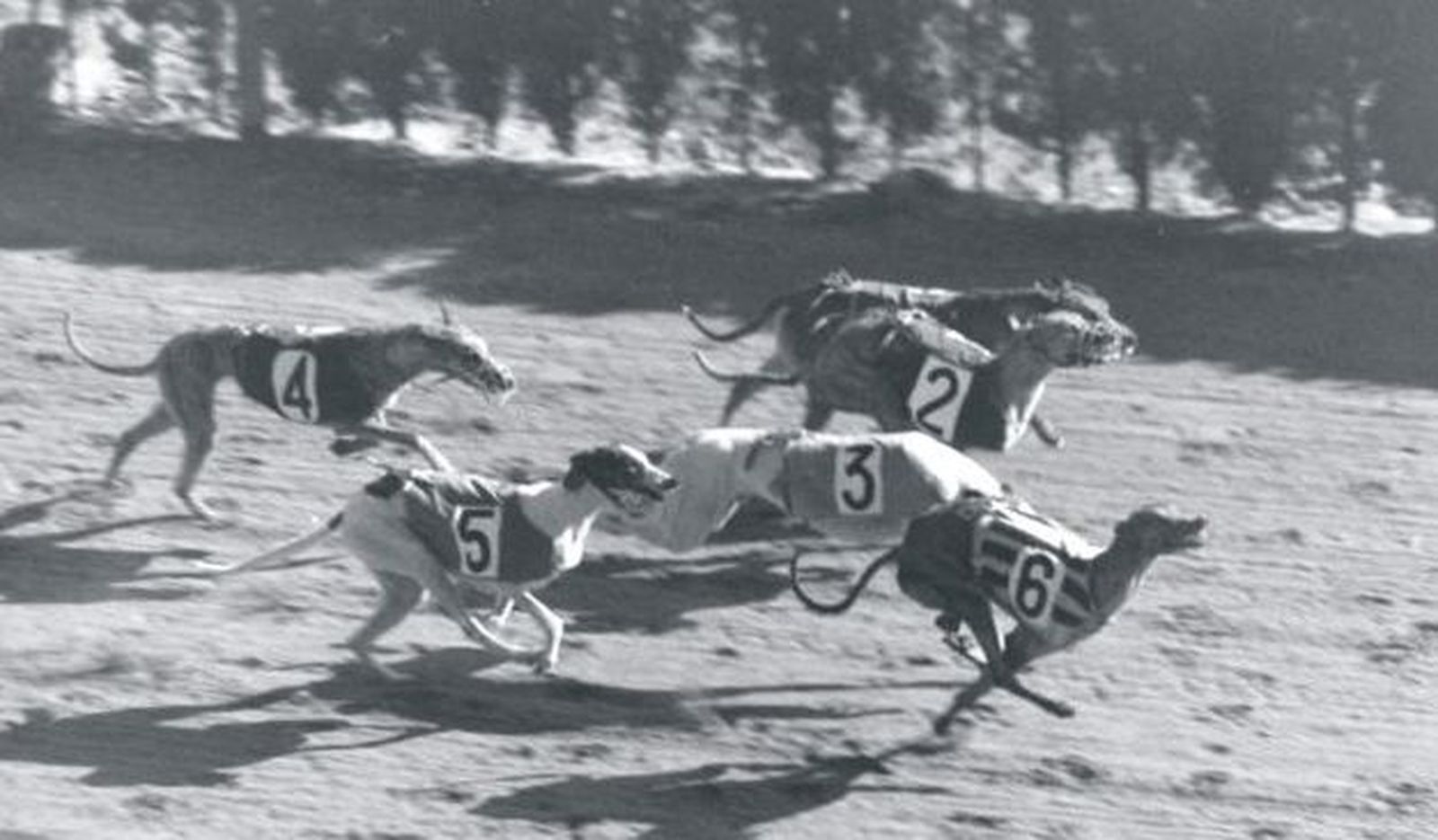 Carrera de galgos en el canódromo de Carabanchel