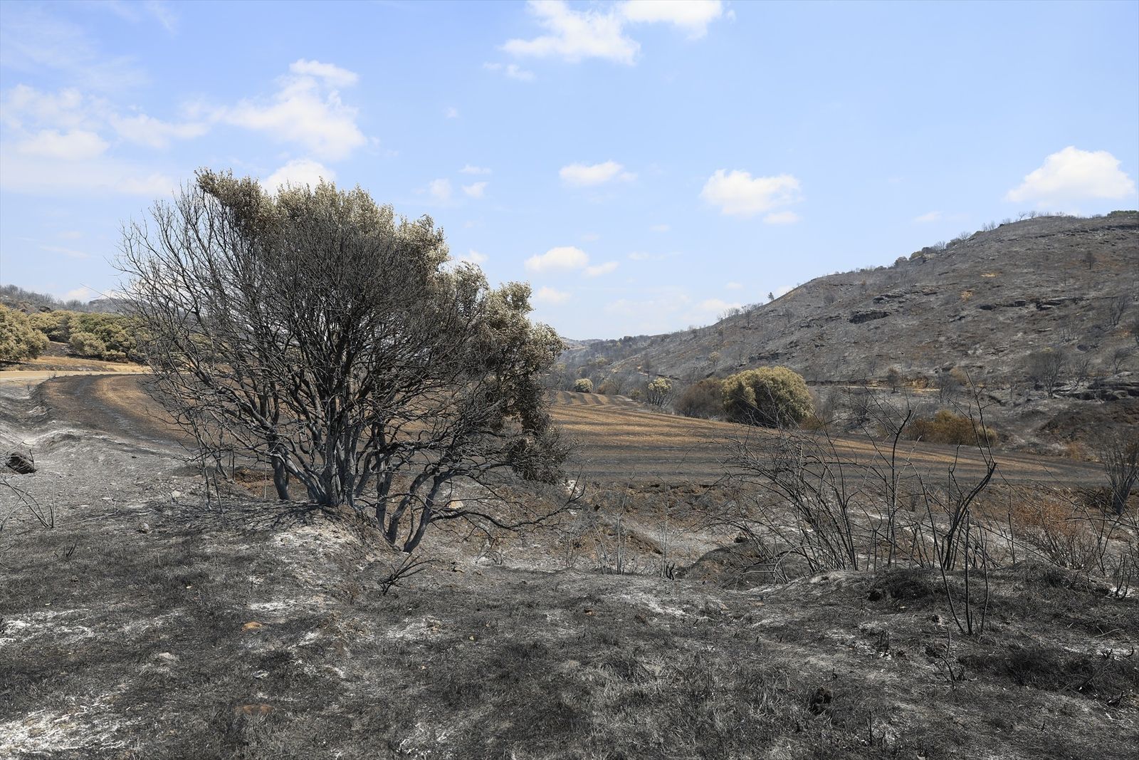 Campo afectado por el incendio de Orés (Zaragoza)
