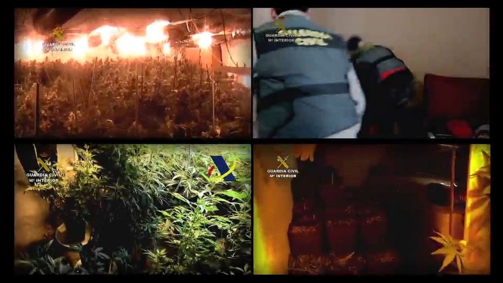 Aumentan las operaciones policiales en Madrid contra las plantaciones de marihuana en interiores