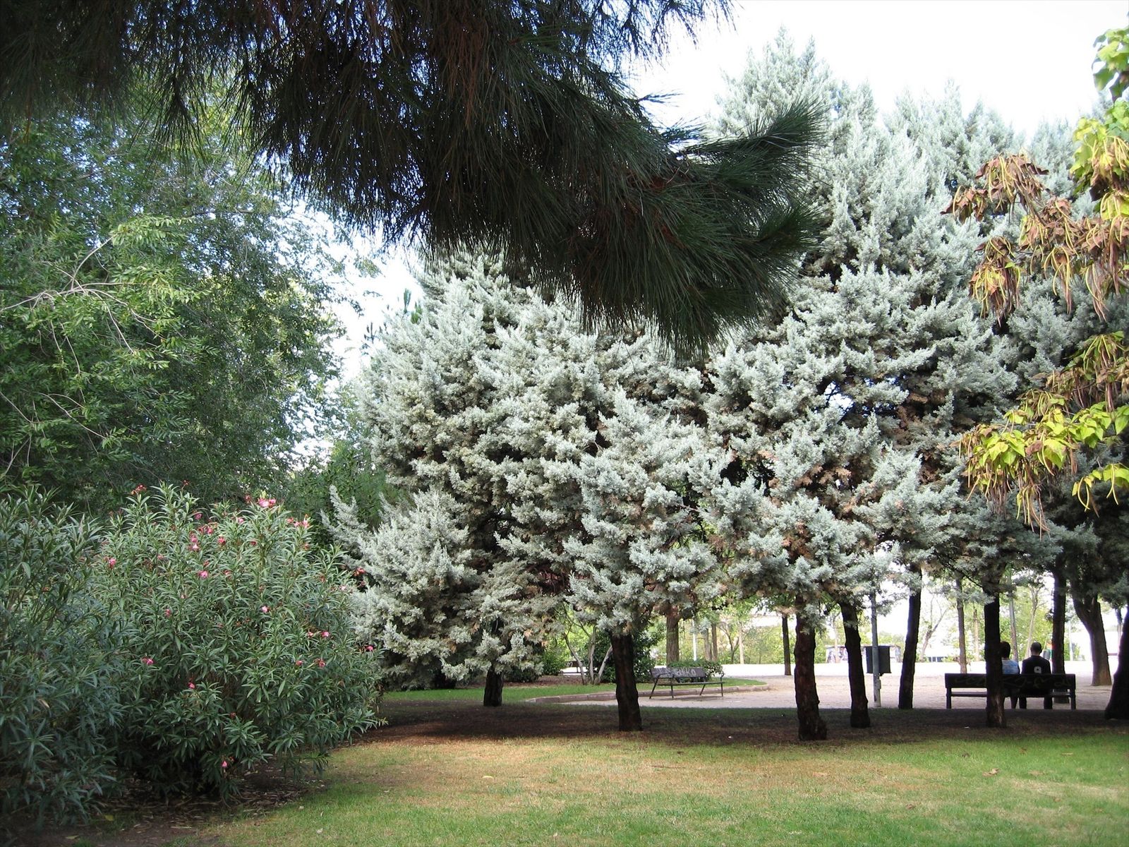 Árboles Coslada