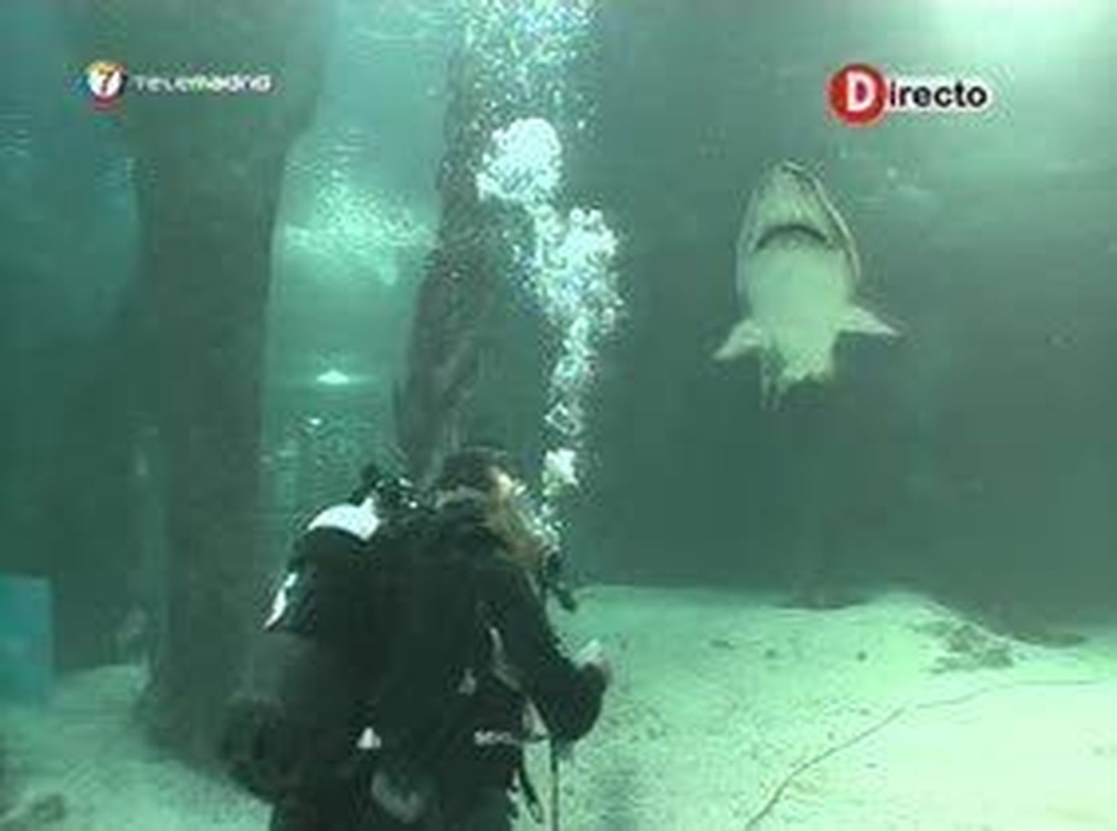 Nadando con tiburones