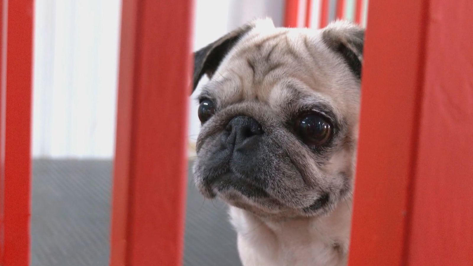 Hidroterapia para perros ¿Cómo cuidar la salud de tu amigo canino?