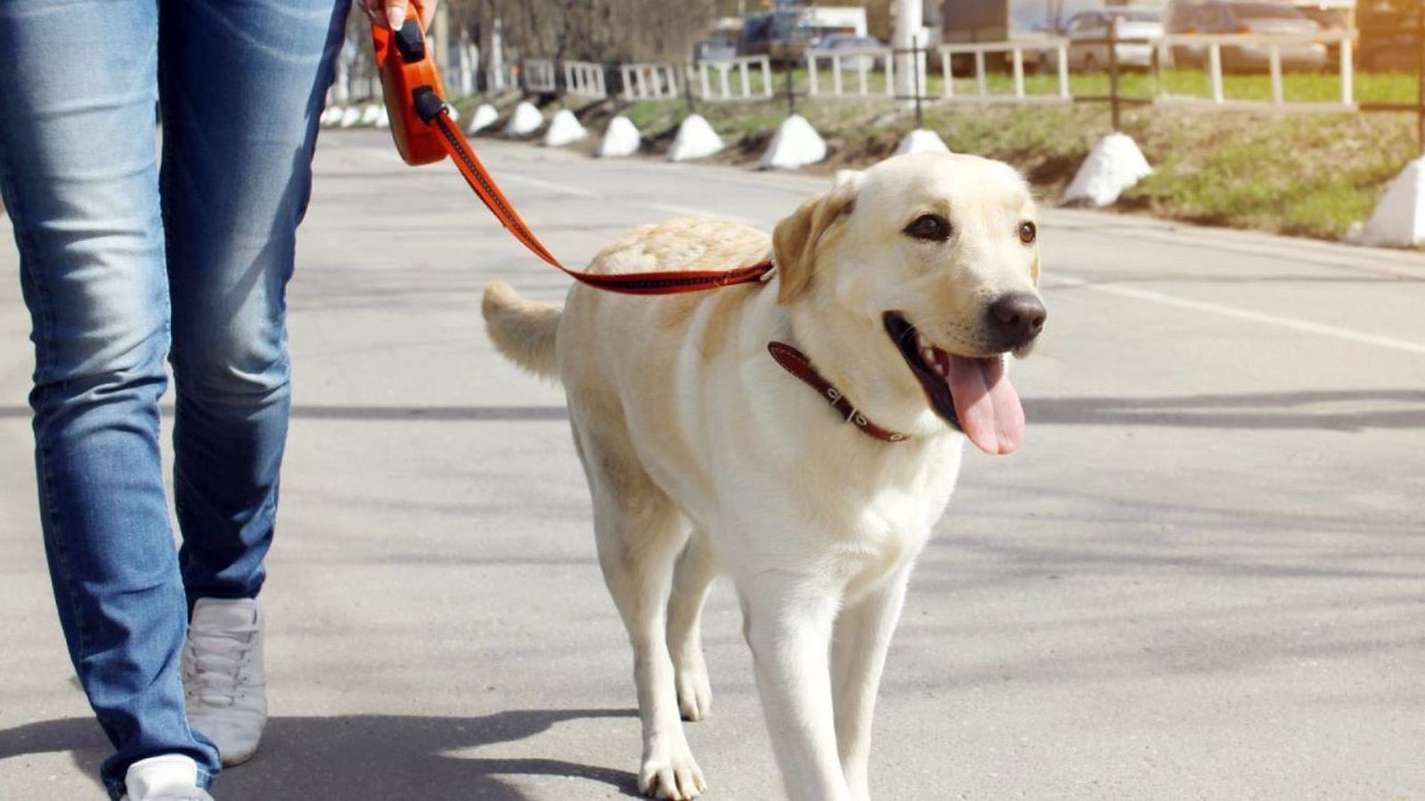 Un perro pasea con su dueño