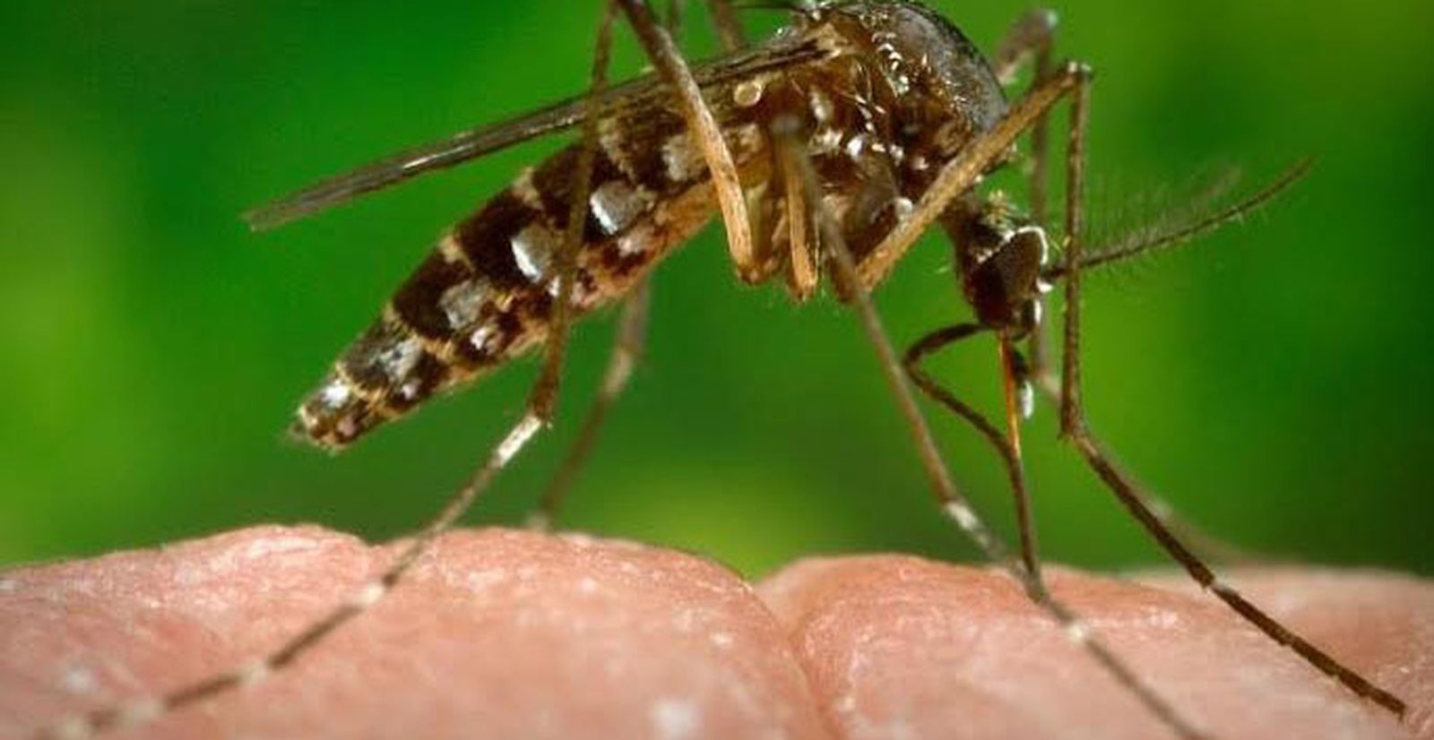 Vigilancia para controlar la posible llegada del mosquito tigre, transmisor del Zika