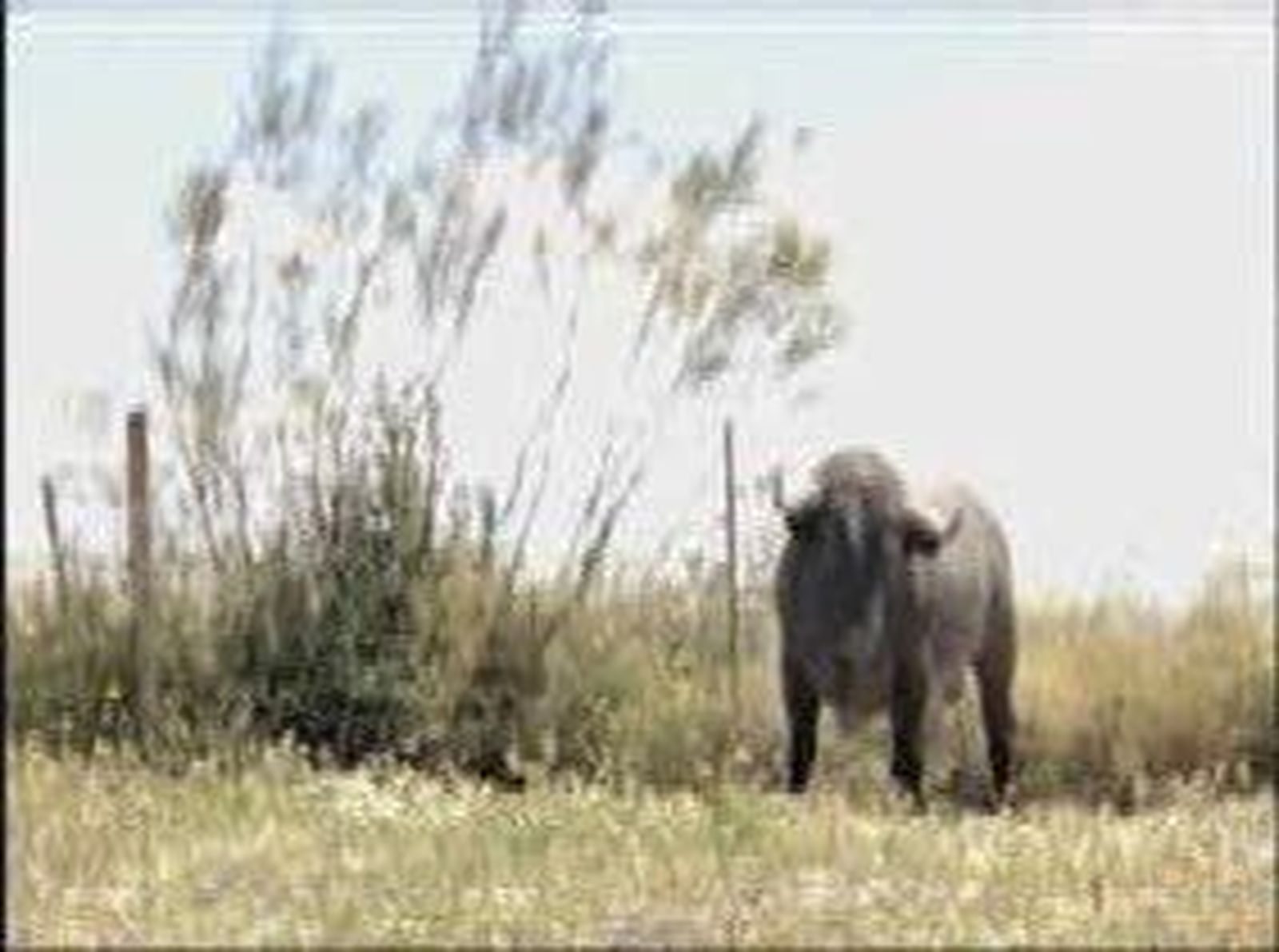 torero