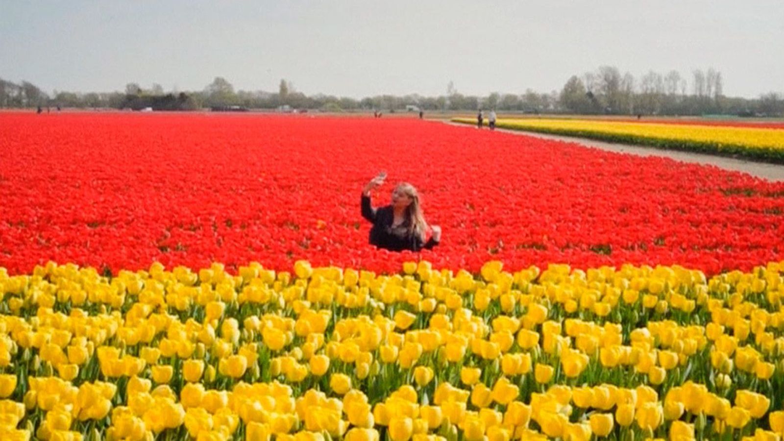 Los tulipanes holandeses peligran