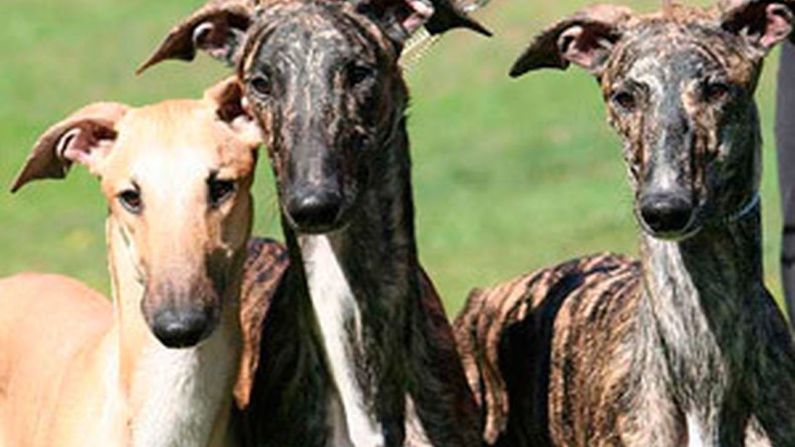 Galgos