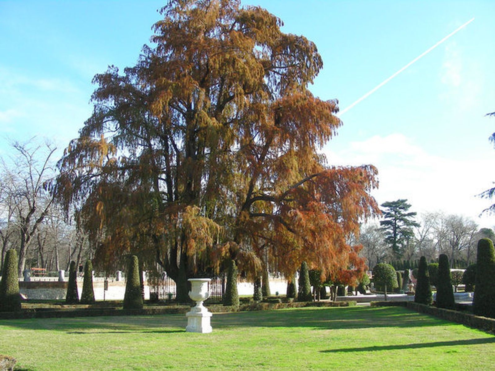 El Ahuehete de El Retiro