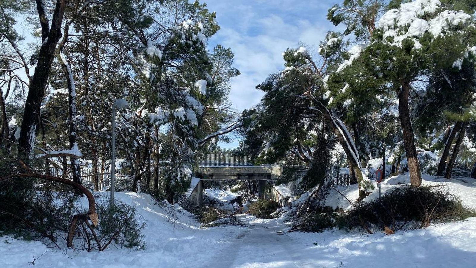 Daños en el arbolado causados por el temporal de nieve Filomena