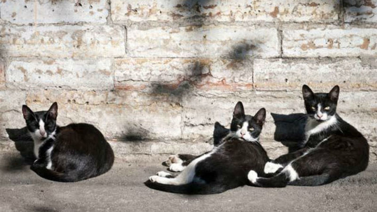 Gatos callejeros