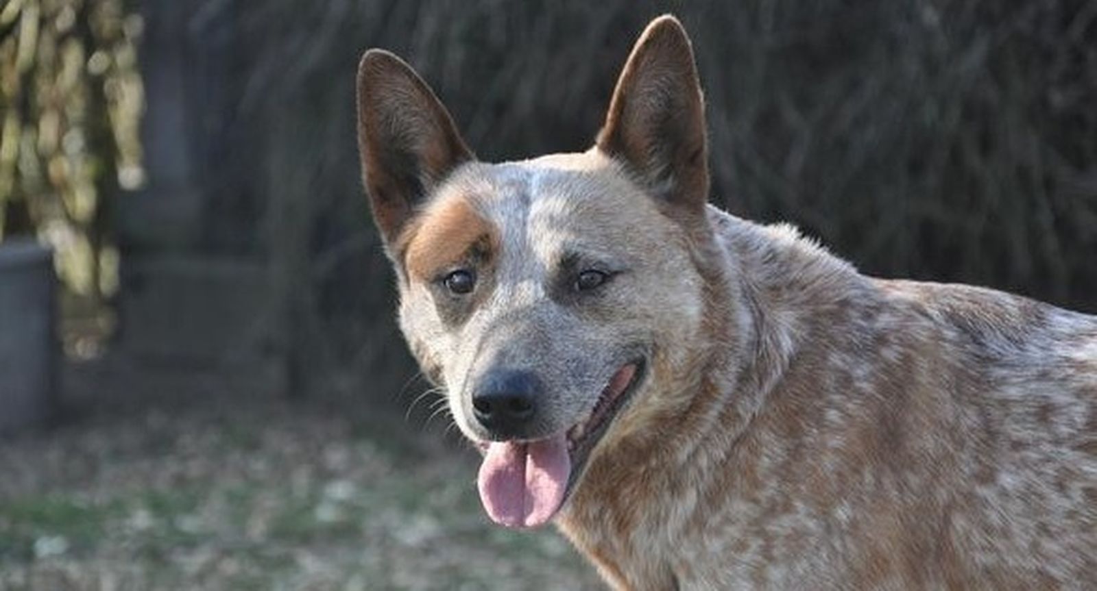 Muere una mujer tras ser atacada por una jauría de perros en Zamora