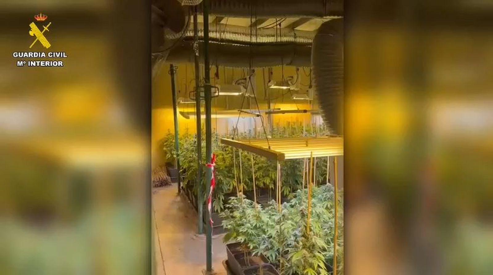 Dos detenidos e intervenidas más de 2.000 plantas de marihuana en Ajalvir