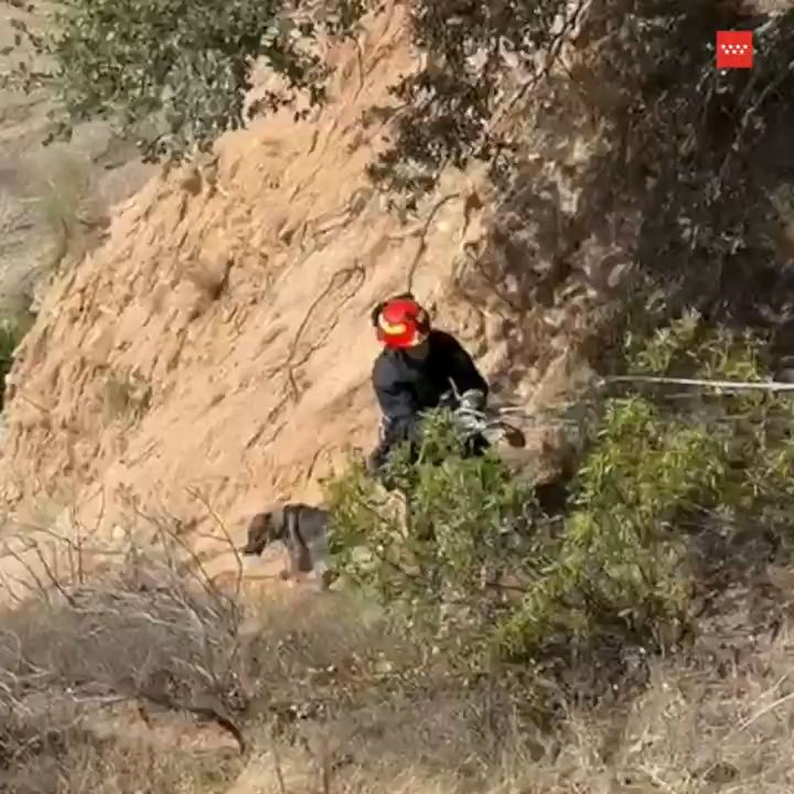 Rescatan a un perro que había quedado atrapado en unos cortados en Aldea del Fresno