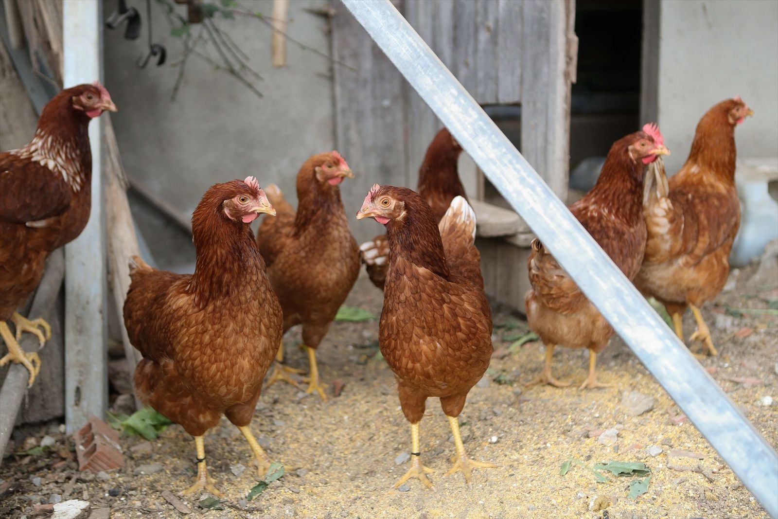 Gallinas en una explotación avícola