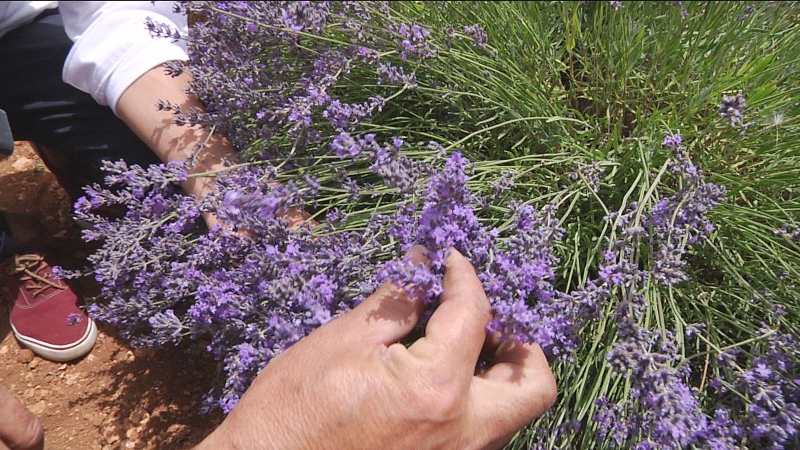 Campos de lavanda en plena explosión, en Brihuega