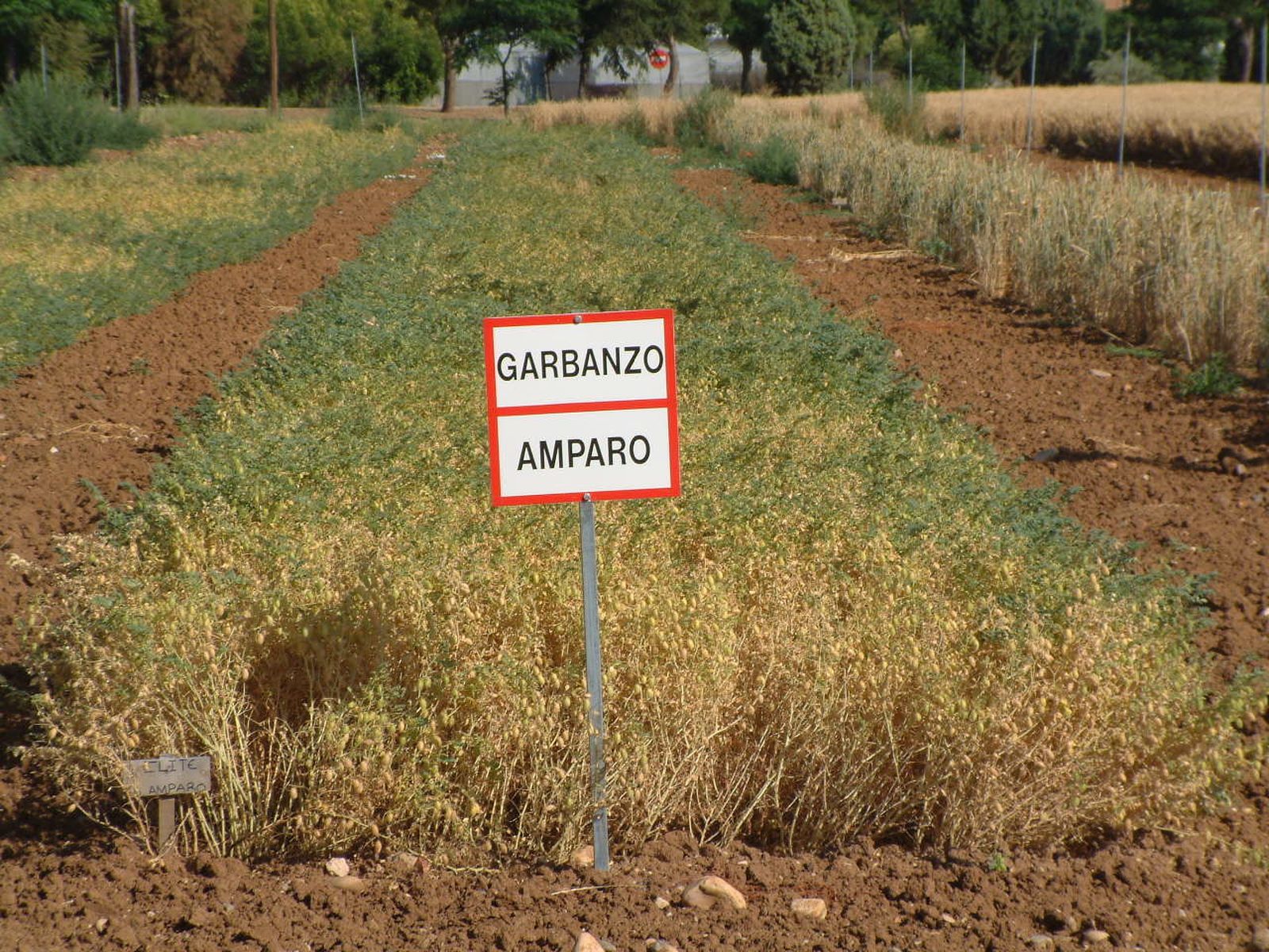 Variedad de garbanzo 'Amparo' en una finca experimental del Imidra