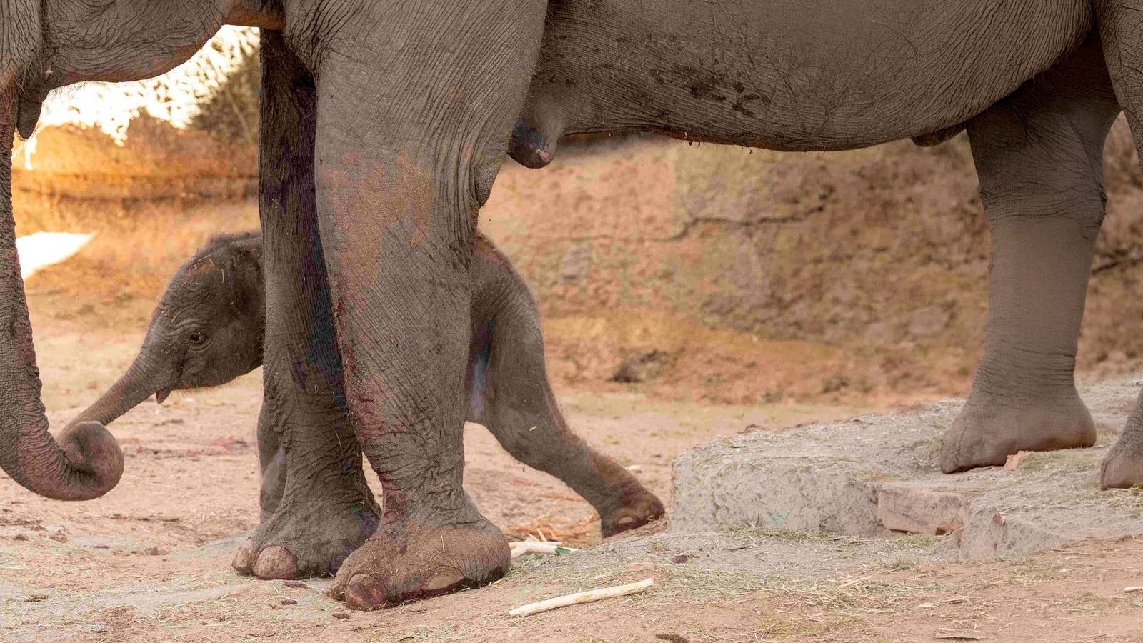 Nace un elefante en el Zoo