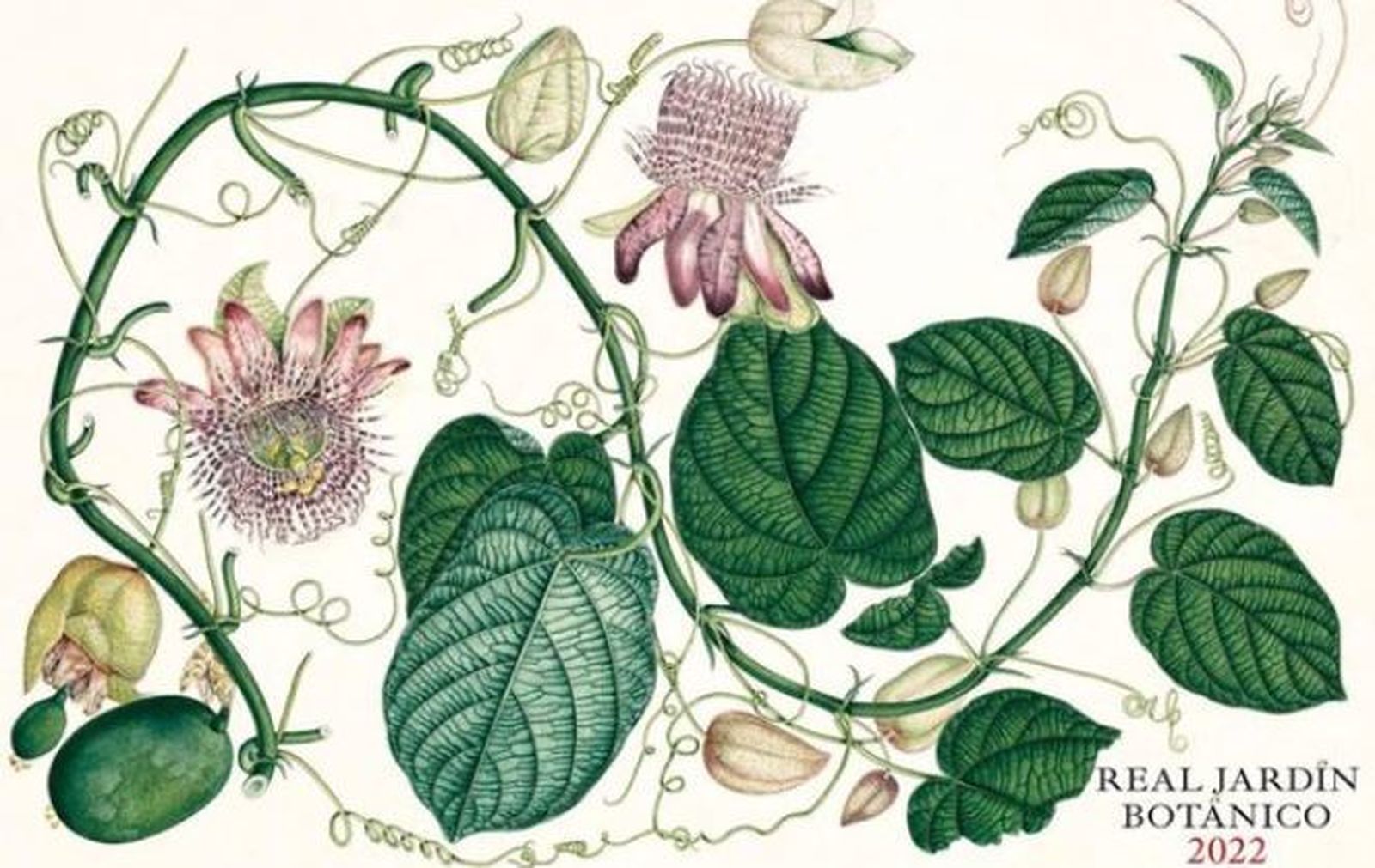 Las pasifloras o 'flores del sufrimiento' ilustran  el calendario del Real Jardín Botánico de 2022