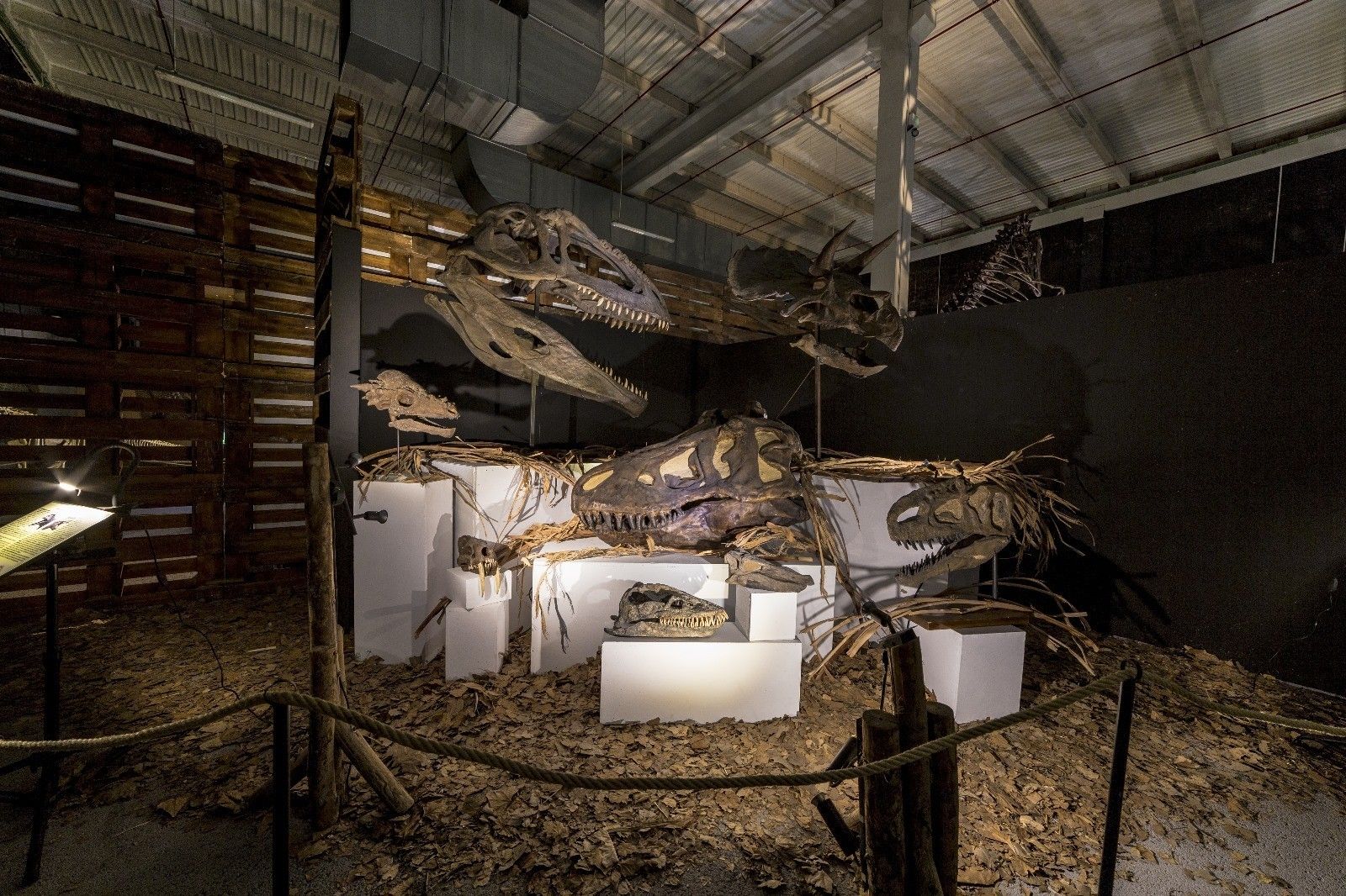 Réplicas de cabezas de dos de los dinosaurios Triceratops y Tyrannosaurus Rex