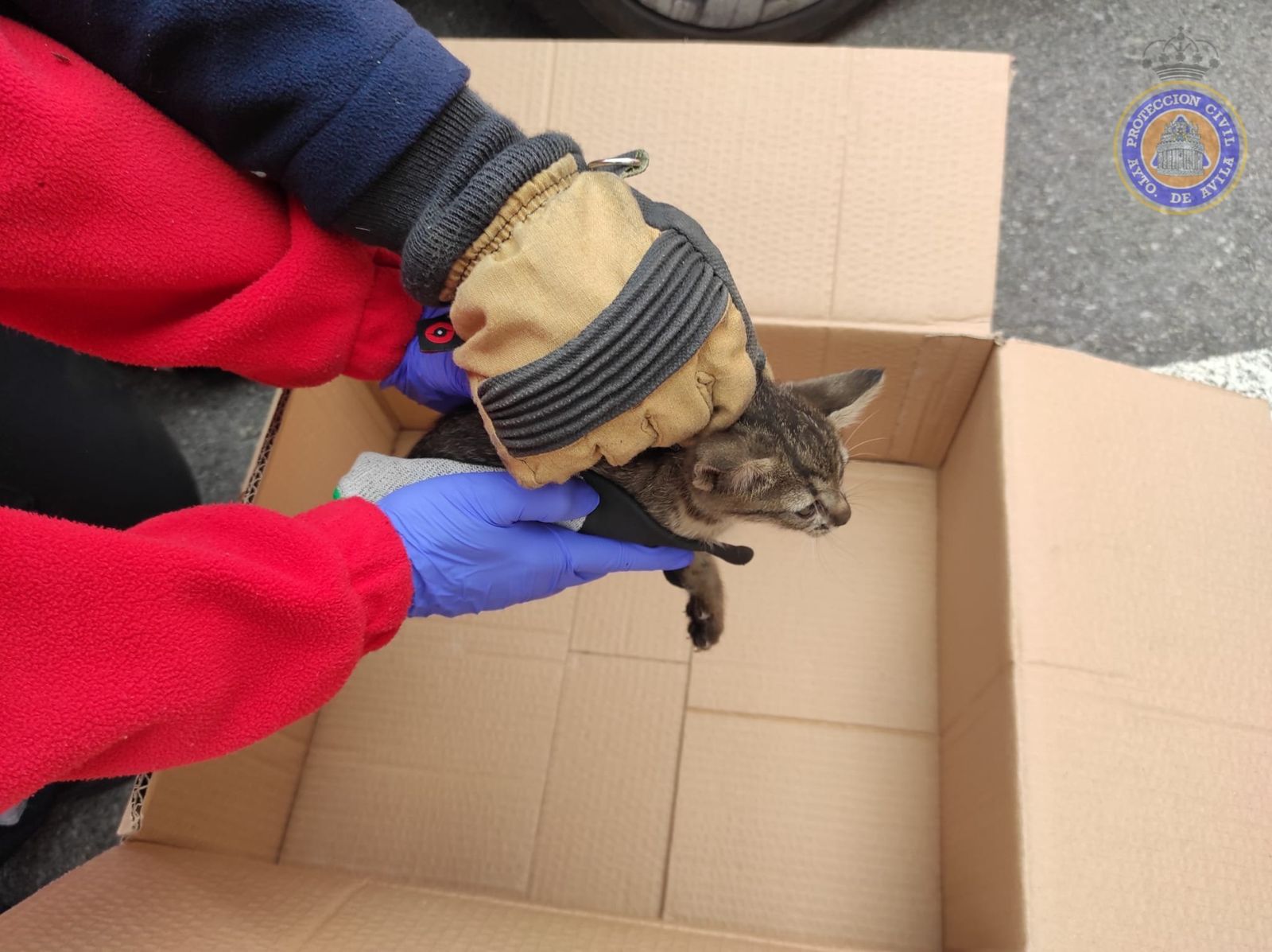 El gato, tras ser rescatado del motor del coche, es introducido en una caja entre un sanitario y un voluntario de Protección Civil